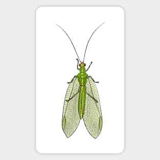 Lacewing (side) Magnet